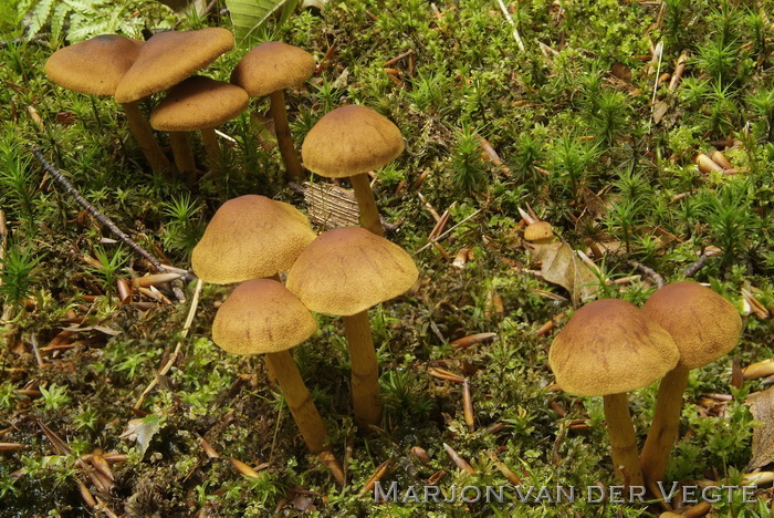 Geelplaatgordijnzwam - Cortinarius croceus