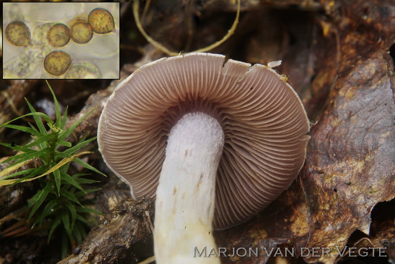 Vaaggegordelde gordijnzwam - Cortinarius anomalus