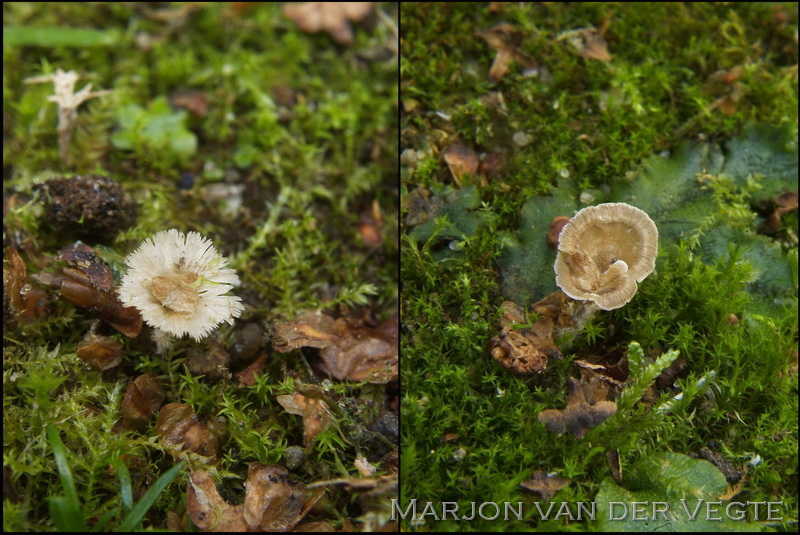 Franjekorsttrechtertje - Cotylidia undulata