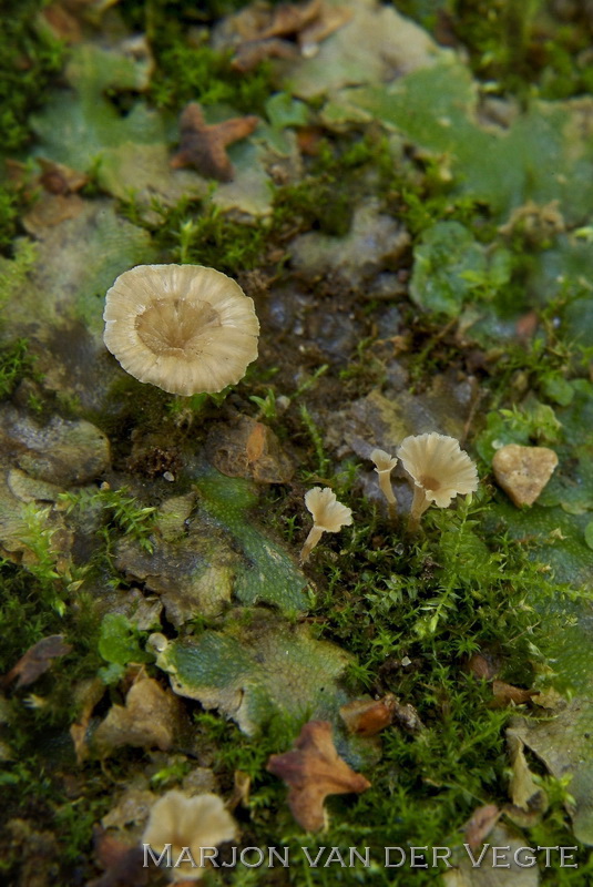 Franjekorsttrechtertje - Cotylidia undulata