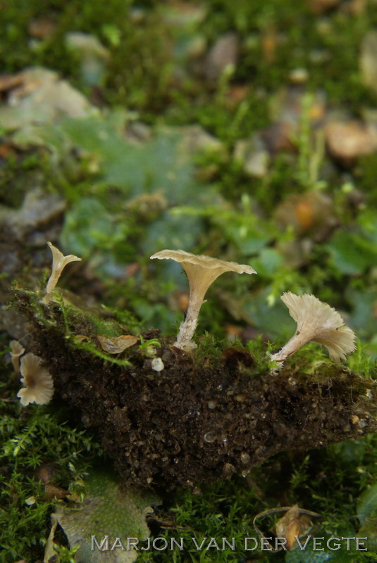 Franjekorsttrechtertje - Cotylidia undulata