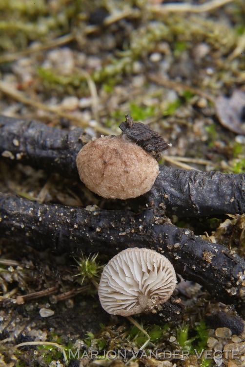 Bruinroze oorzwammetje - Crepidotus brunneoroseus