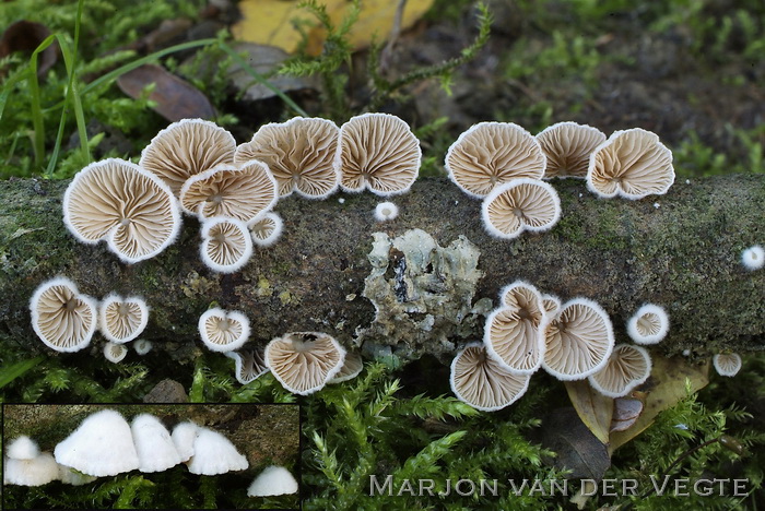 Rondsporig oorzwammetje - Crepidotus cesatii