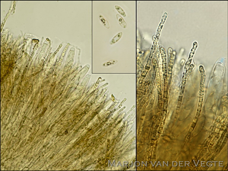 Landknoopje - Cudoniella tenuispora