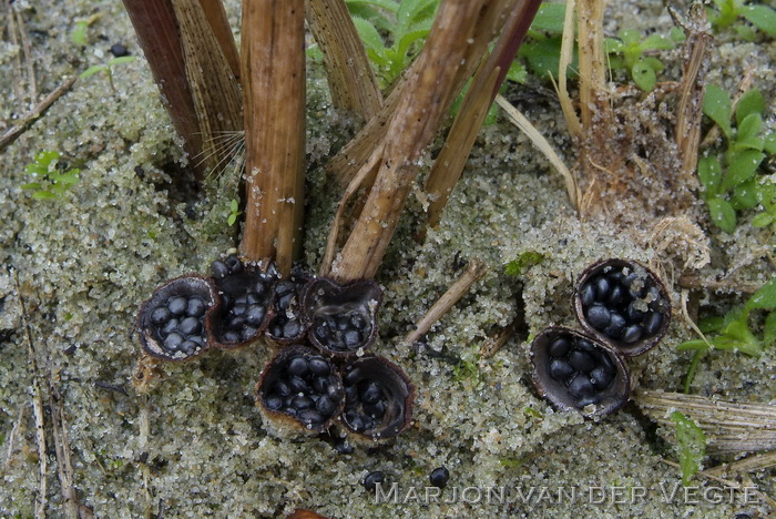 Mestnestzwammetje - Cyathus stercoreus