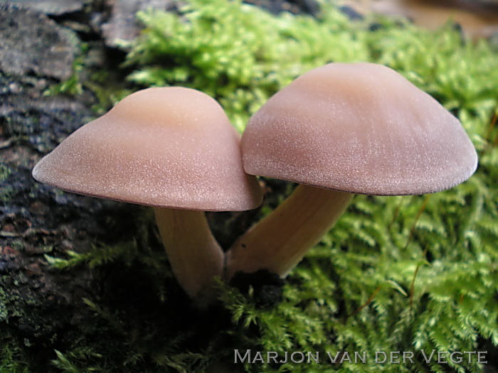 Dadelfranjehoed - Psathyrella spadicea