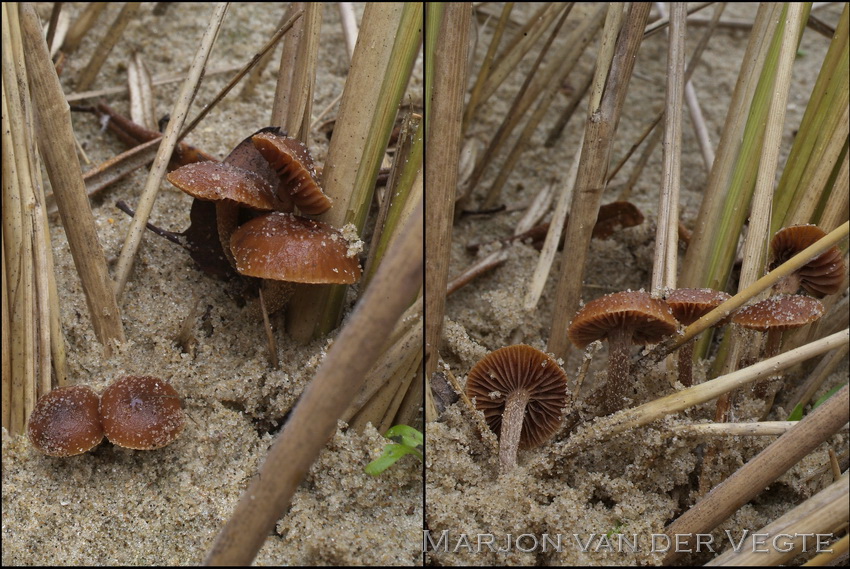 Duinkaalkopje - Deconica pratensis