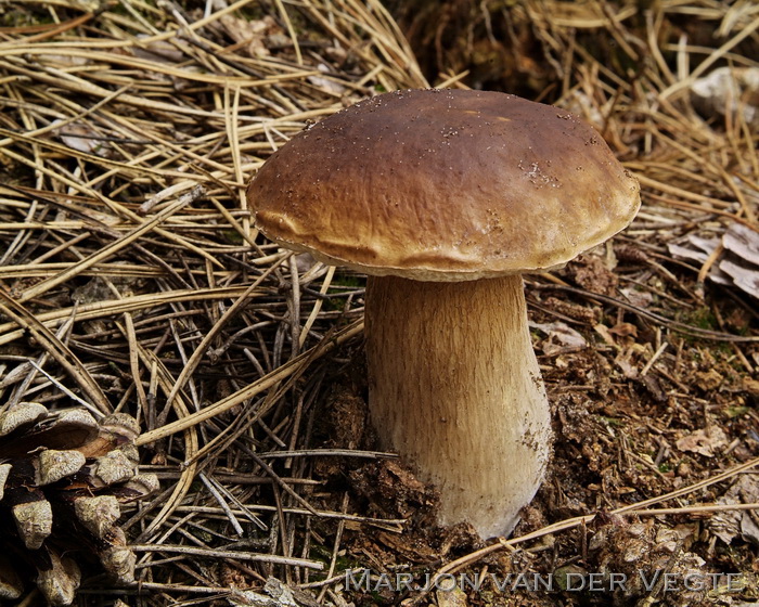 Dennen eekhoorntjesbrood - Boletus pinophilus