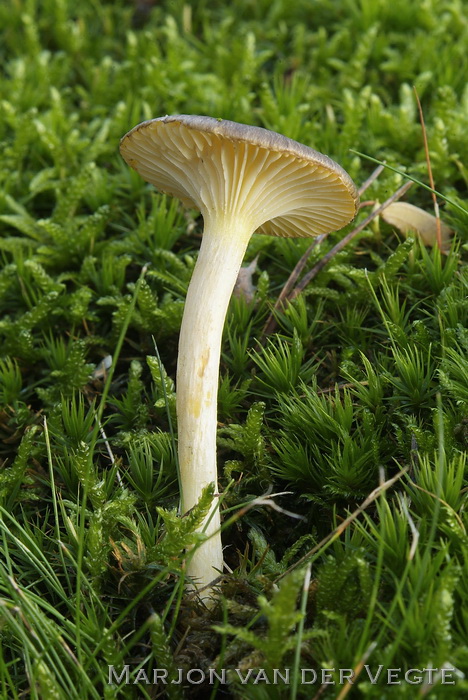 Dennenslijmkop - Hygrophorus hypothejus