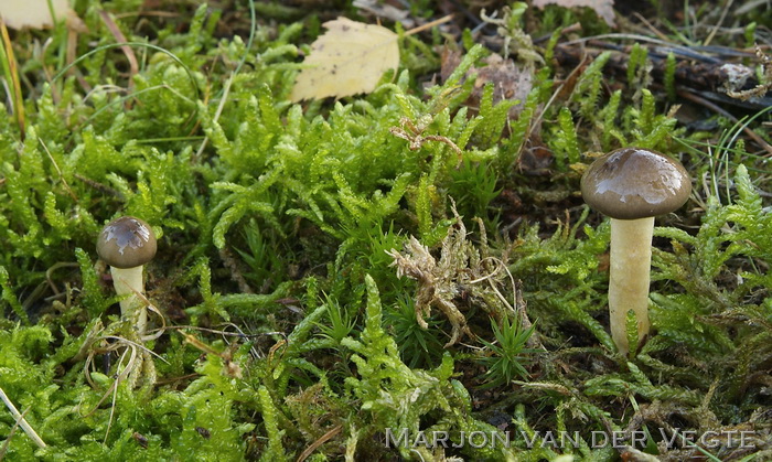 Dennenslijmkop - Hygrophorus hypothejus