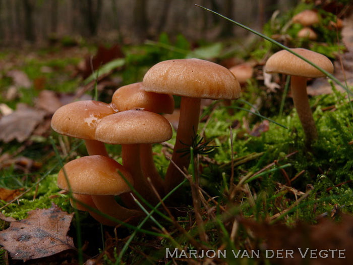 Dennenzwavelkop - Hypholoma capnoides