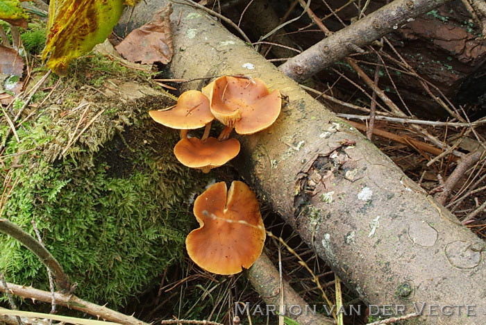 Dennenvlamhoed - Gymnopilus penetrans