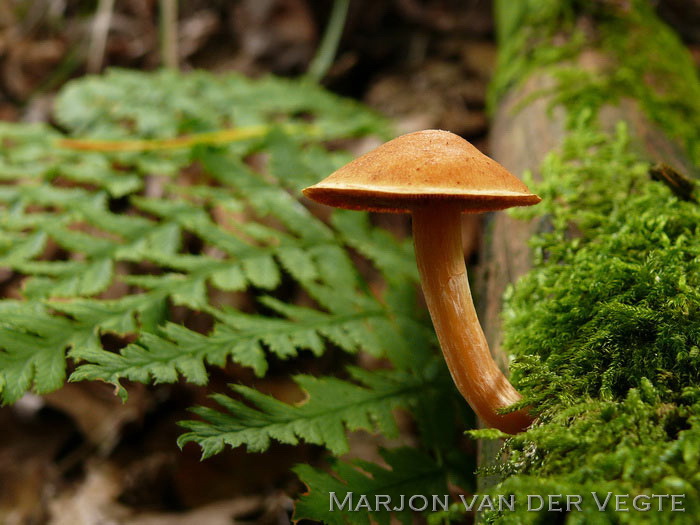 Dennenvlamhoed - Gymnopilus penetrans