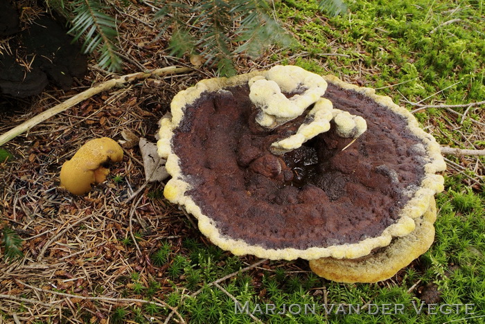 Houtboleet - Pulveroboletus lignicola