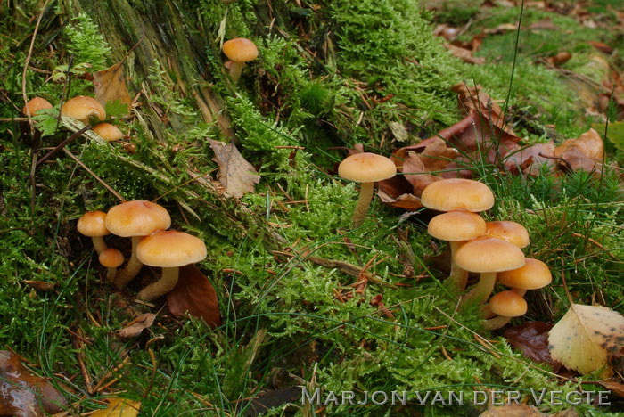 Dennenzwavelkop - Hypholoma capnoides