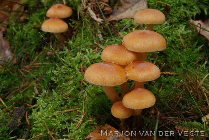 Dennenzwavelkop - Hypholoma capnoides