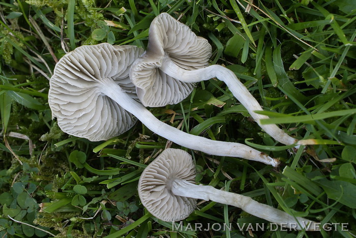 Grauwe barsthoed - Dermoloma cuneifolium