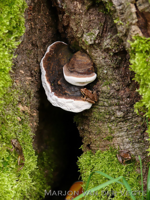 Dikrandtonderzwam - Ganoderma adspersum