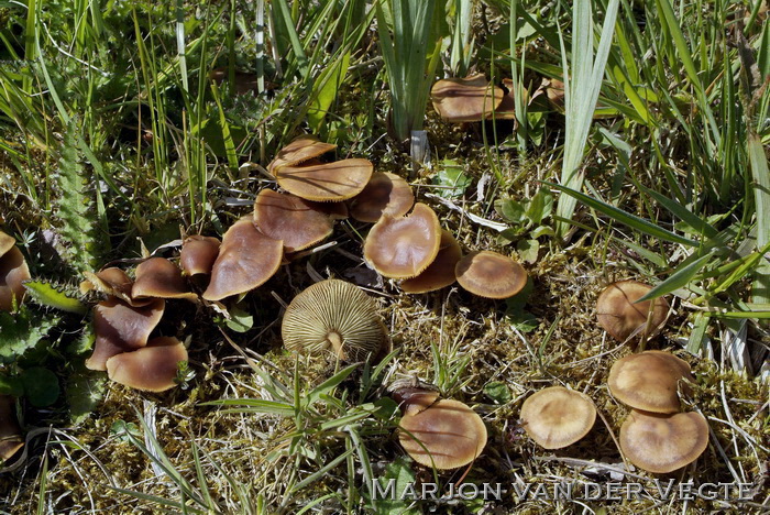 Donker eikenbladzwammetje - Gymnopus ocior