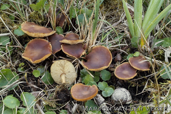 Donker eikenbladzwammetje - Gymnopus ocior