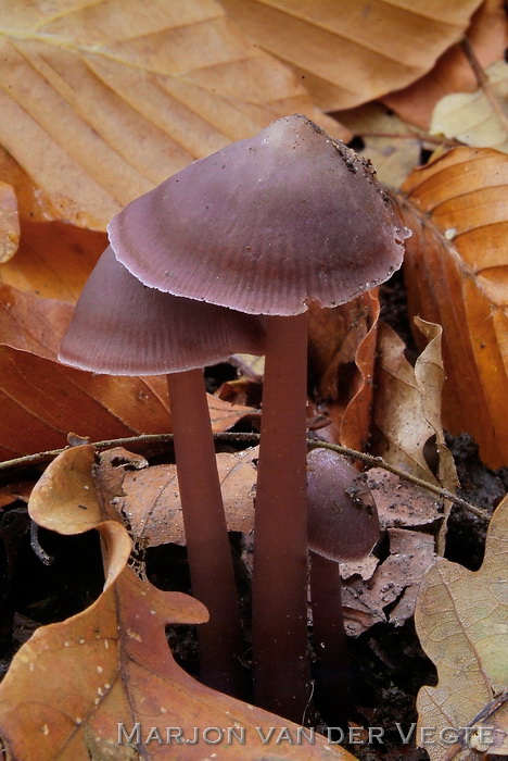 Donker elfenschermpje - Mycena diosma