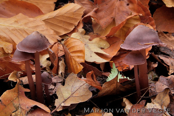 Donker elfenschermpje - Mycena diosma