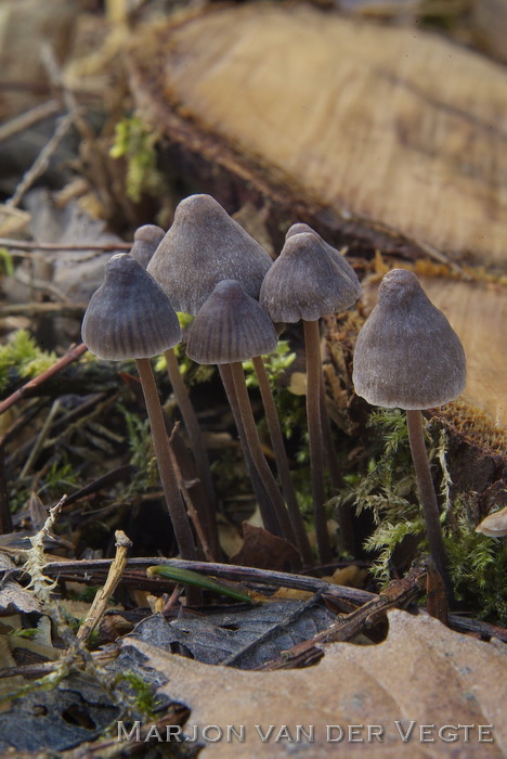 Bundelchloormycena - Mycena stipata