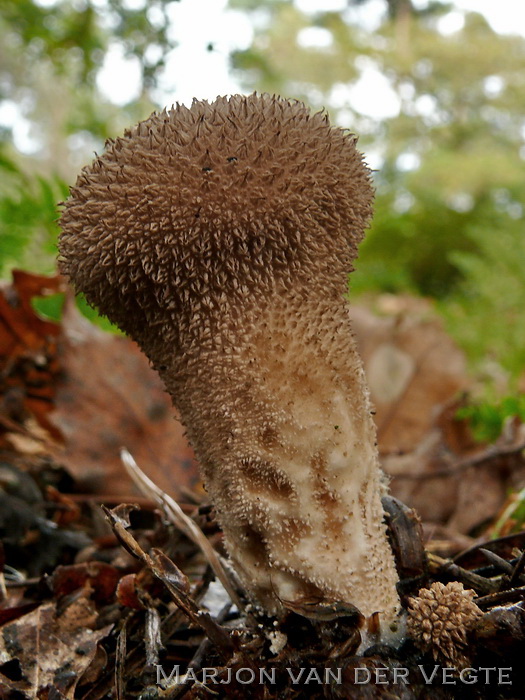 Lycoperdon nigrescens - Lycoperdon nigrescens