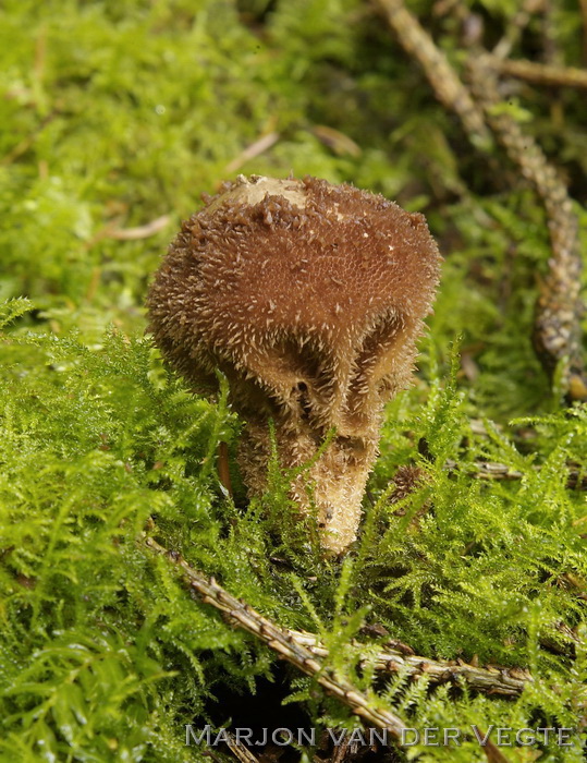 Donkerbruine stuifzwam - Lycoperdon umbrinum