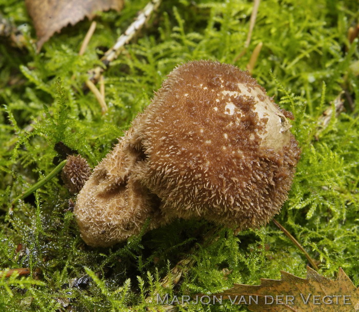 Donkerbruine stuifzwam - Lycoperdon umbrinum