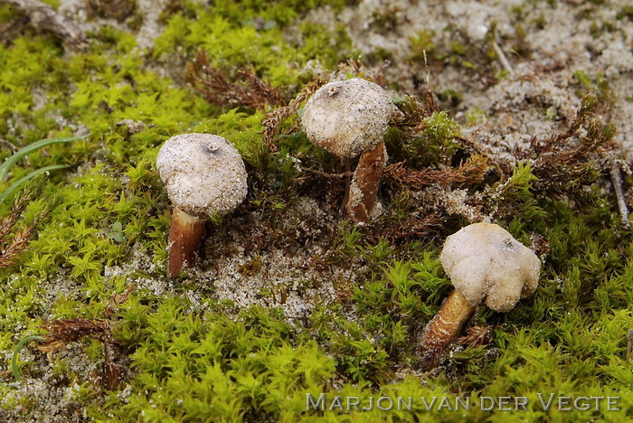 Donkerstelige stuifbal - Tulostoma melanocyclum