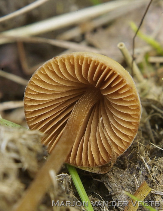 Donzig breeksteeltje - Conocybe pubescens