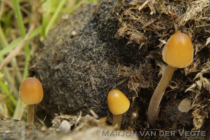 Donzig breeksteeltje - Conocybe pubescens