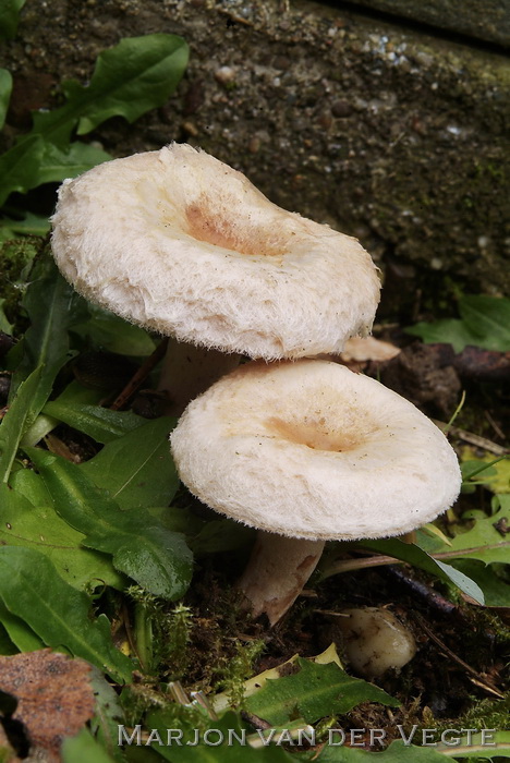 Donzige Melkzwam - Lactarius pubescens