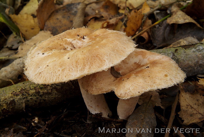 Donzige melkzwam - Lactarius pubescens