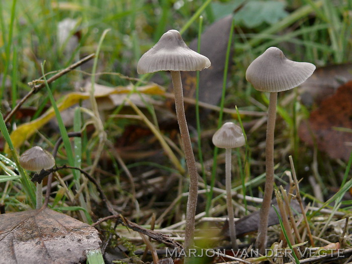 Donzige mycena - Mycena amicta