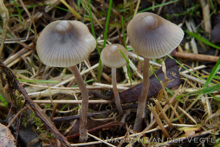 Donzige mycena - Mycena amicta