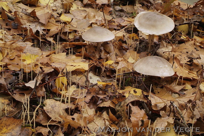 Draadknotszwam - Macrotyphula juncea