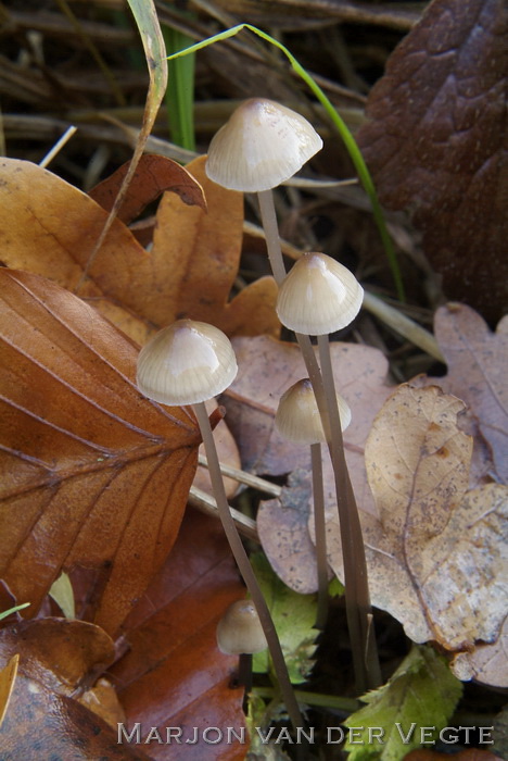 Papilmycena - Mycena vitilis