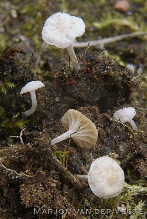 Driekleurig ruitertje - Marasmiellus tricolor