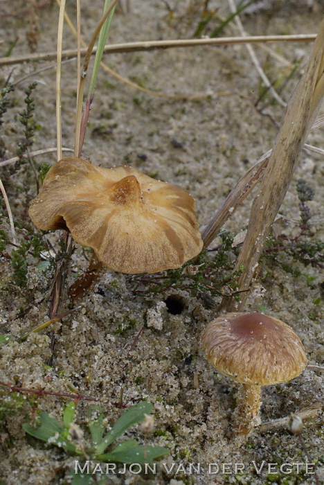 Oranjegeel kaalkopje - Leratiomyces laetissimus