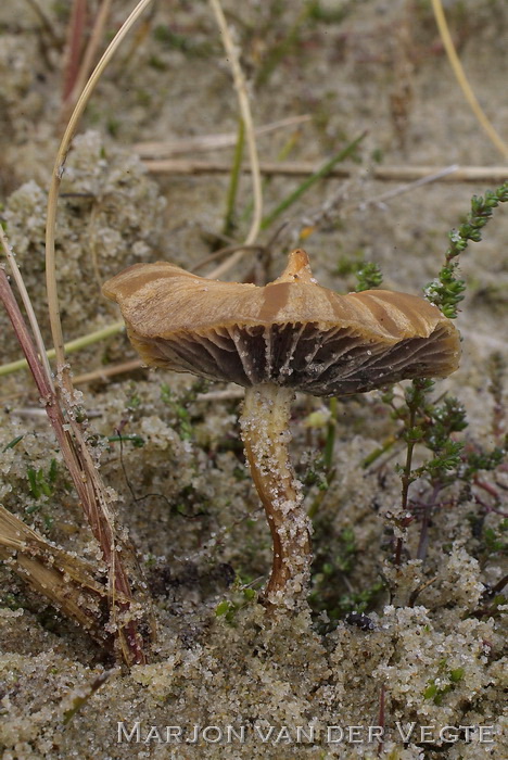 Oranjegeel kaalkopje - Leratiomyces laetissimus