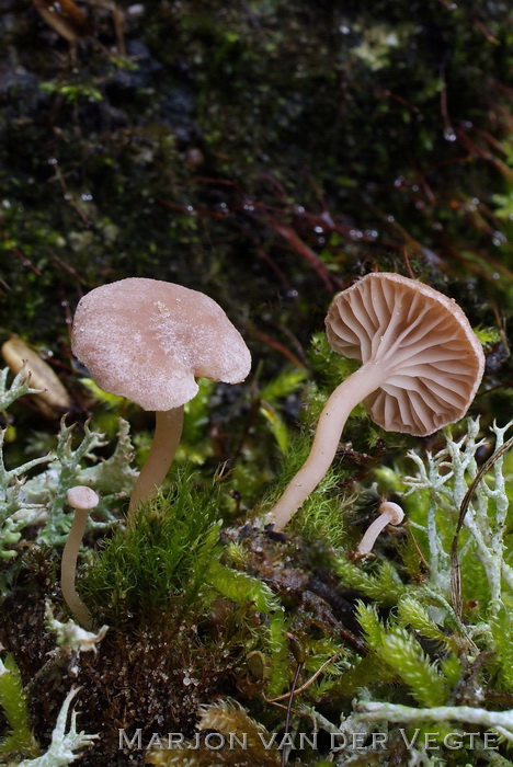 Duinmostrechtertje - Omphalina galericolor