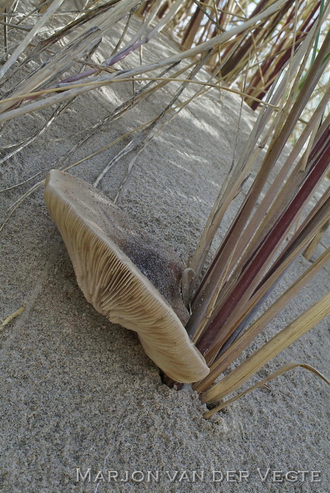 Duinveldridderzwam - Melanoleuca cinereifolia