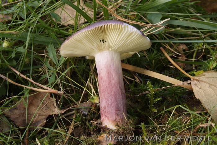 Duivelsbroodrussula - Russula sardonia