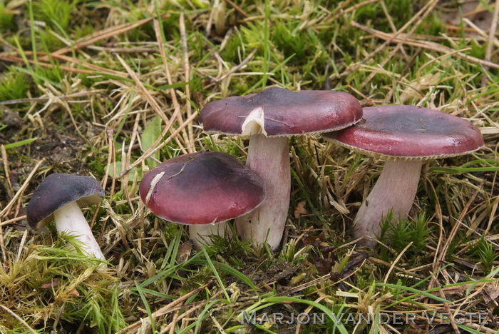 Duivelsbroodrussula - Russula sardonia