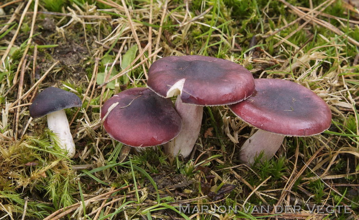 Duivelsbroodrussula - Russula sardonia