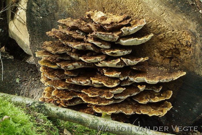 Elzenweerschijnzwam - Mensularia radiata