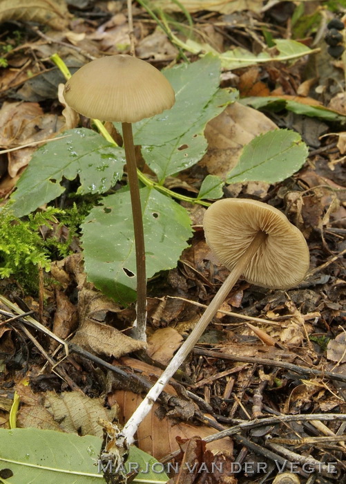 Dunsteelsatijnzwam - Entoloma hebes