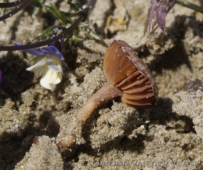 Gewoon donsvoetje - Tubaria furfuracea